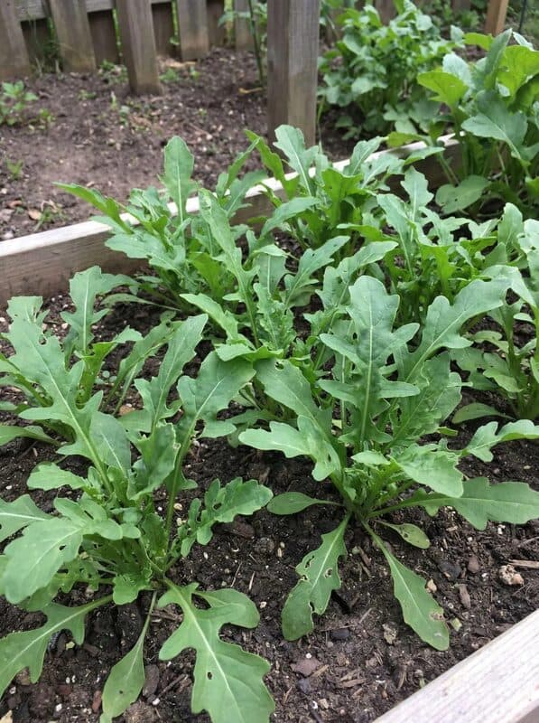 Arugula