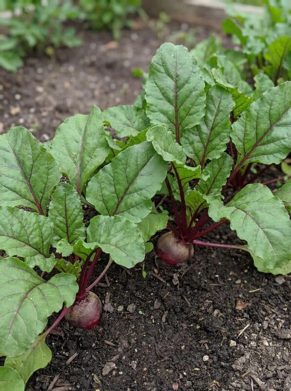 Beet – Detroit