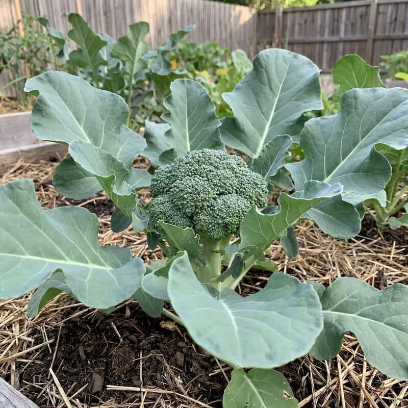 Broccoli – Sprouting Calabrese
