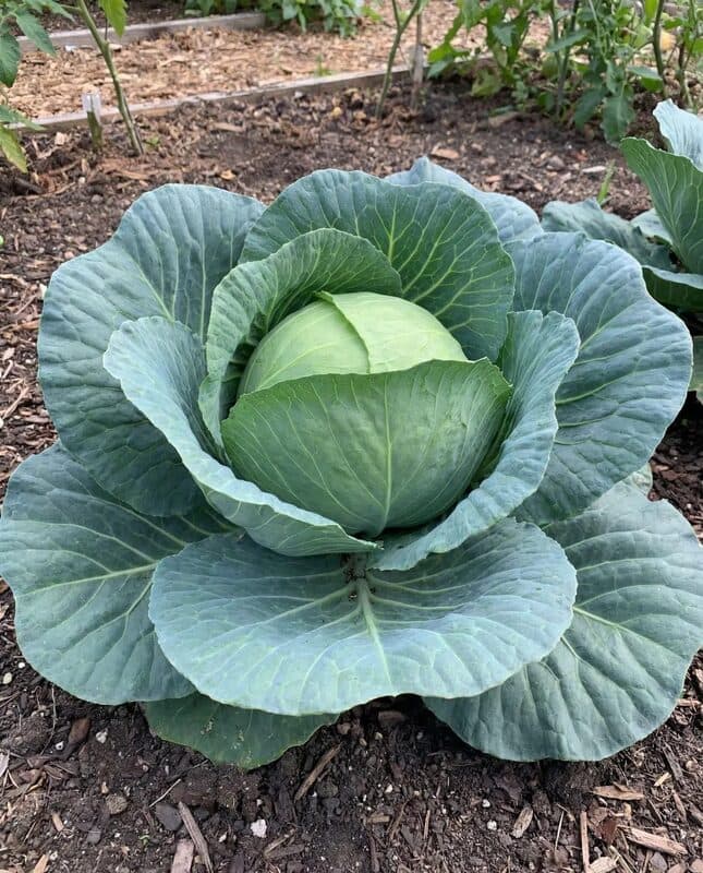 Cabbage