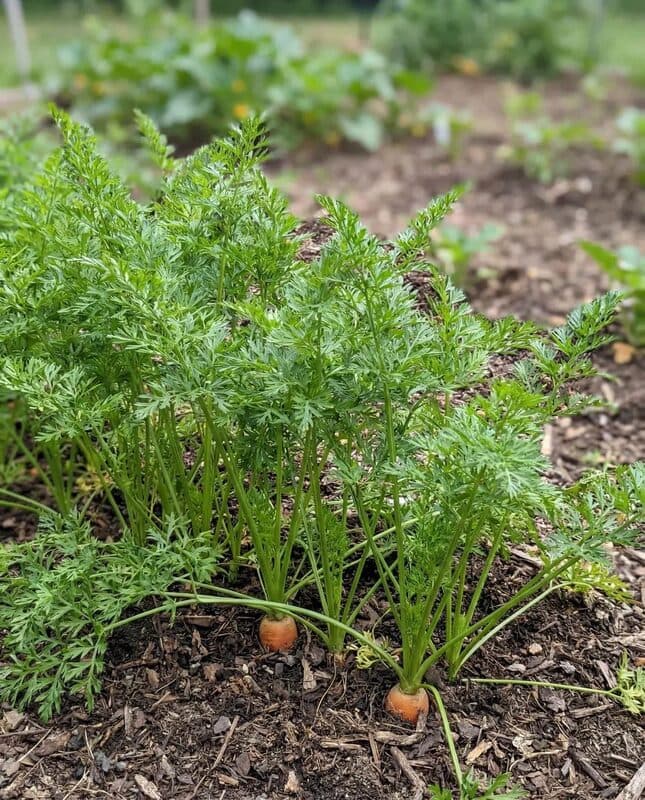 Carrot – Scarlet Nantes