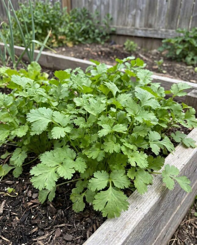 Cilantro / Coriander