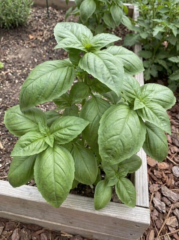 Italian Large Leaf Basil