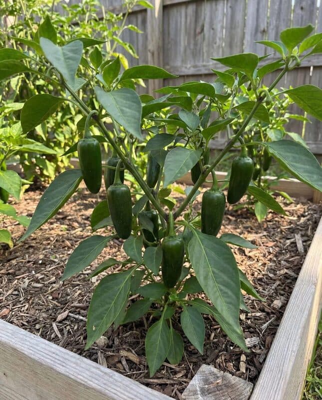 Jalapeño Pepper