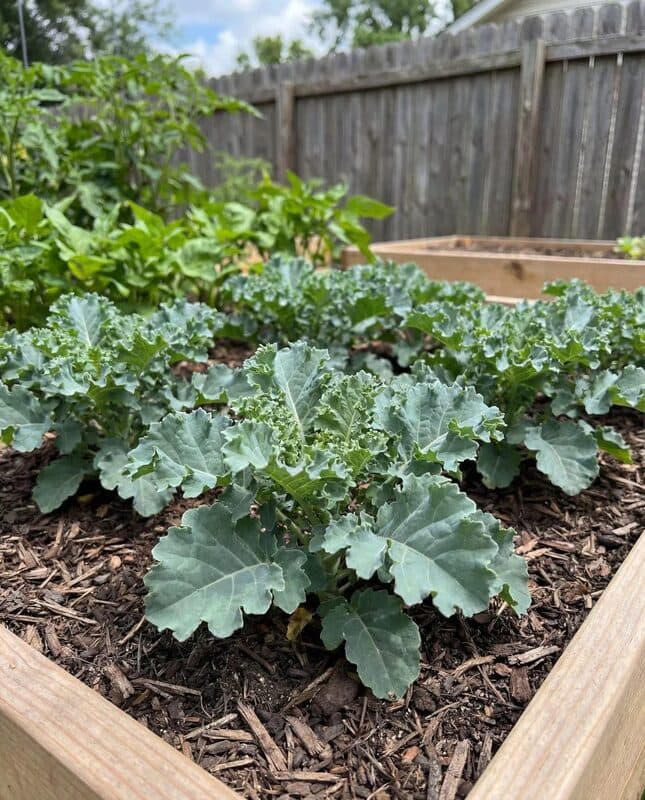 Kale