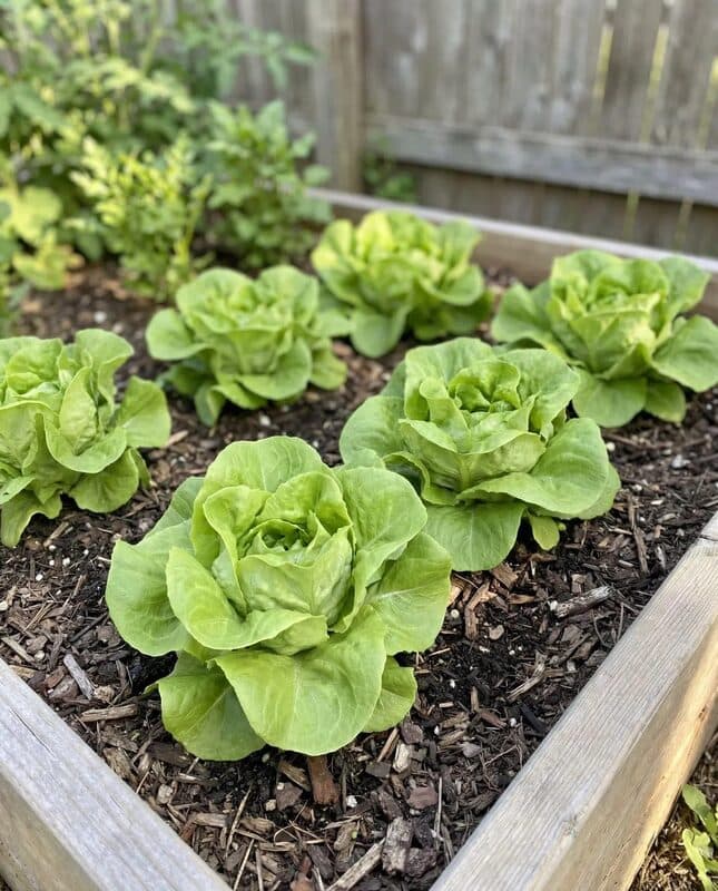 Lettuce – Buttercrunch