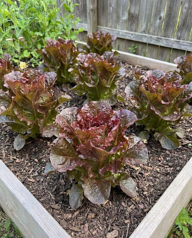 Lettuce – Cimarron Red