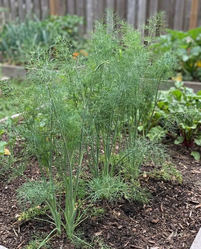 Mammoth Long Island Dill