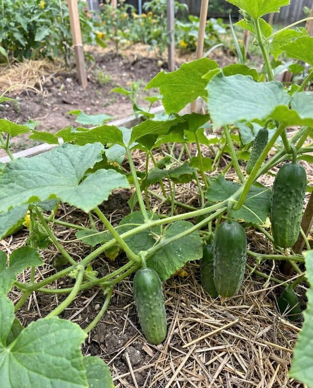 National Pickling Cucumber