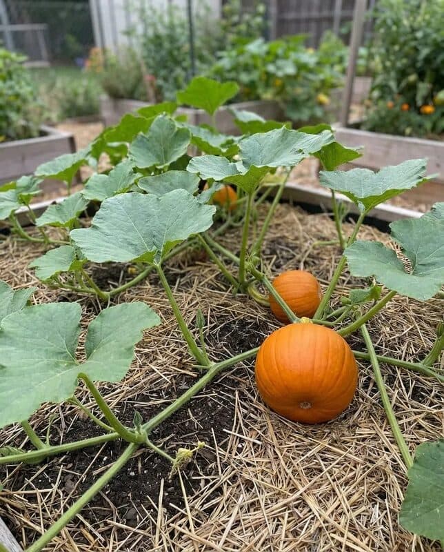 Pumpkin – Sugar Pie