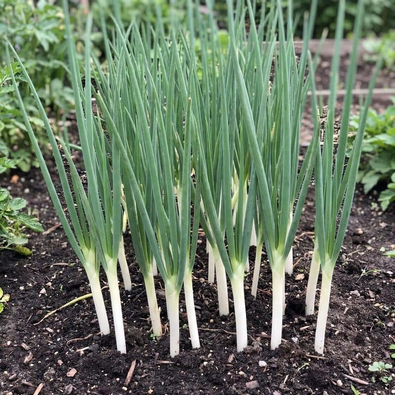 Tokyo Long White Scallions