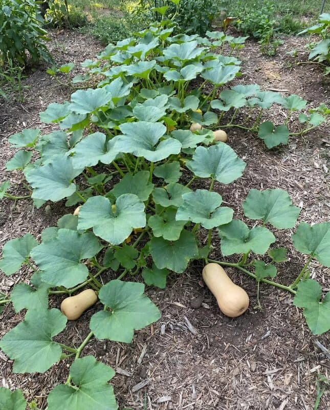 Waltham Butternut Squash