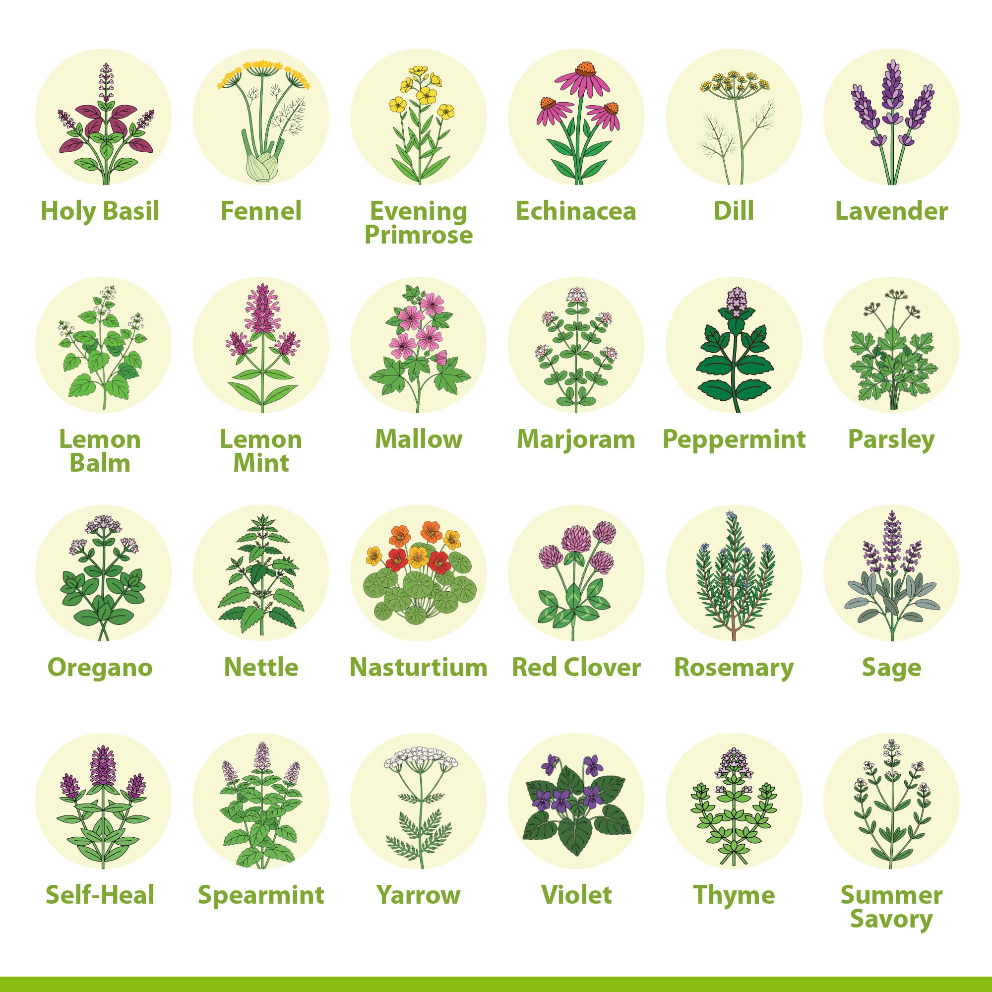 Herbal Harmony Seeds photo 4