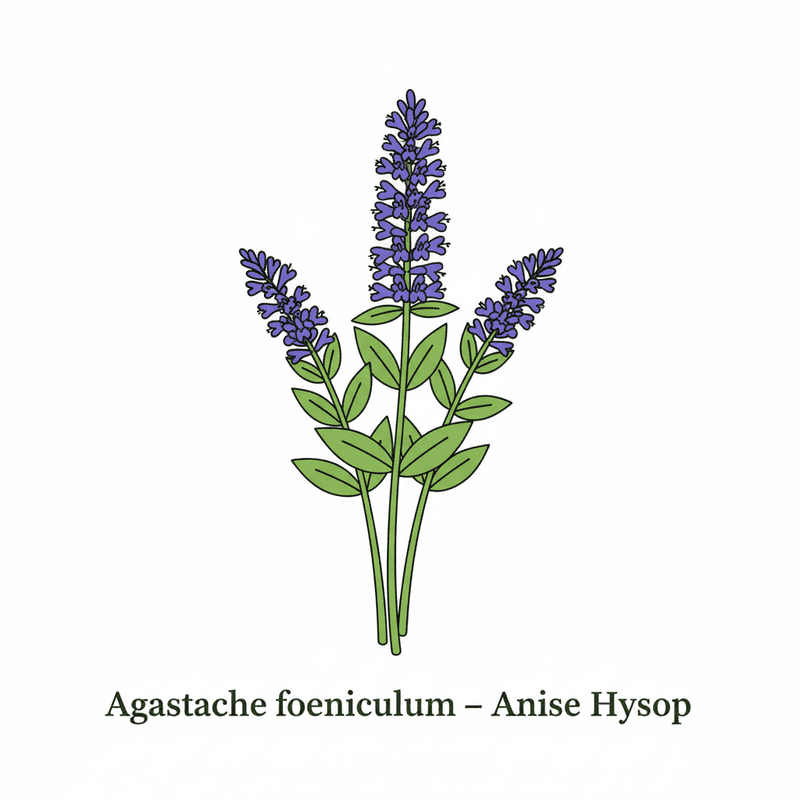 Anise Hyssop
