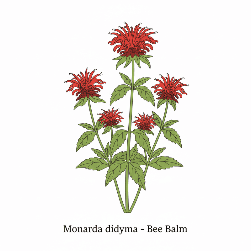 Bee Balm