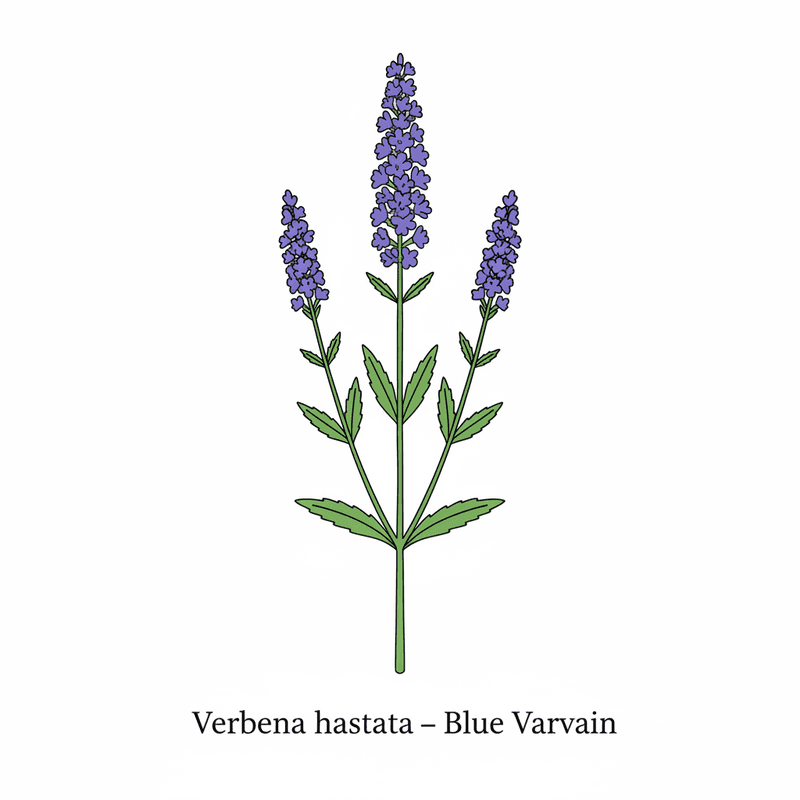 Blue Vervain