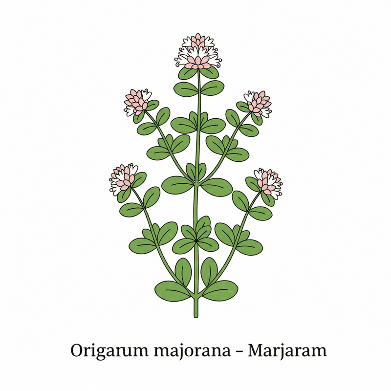 Marjoram