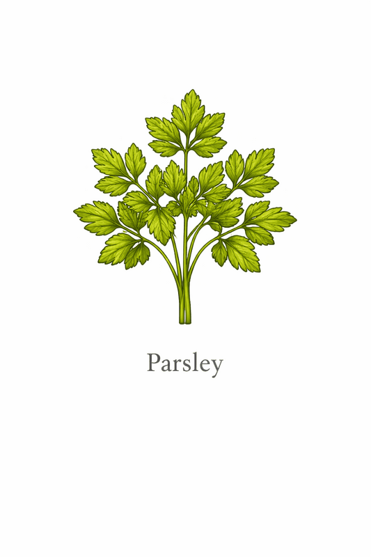 Plain Parsley