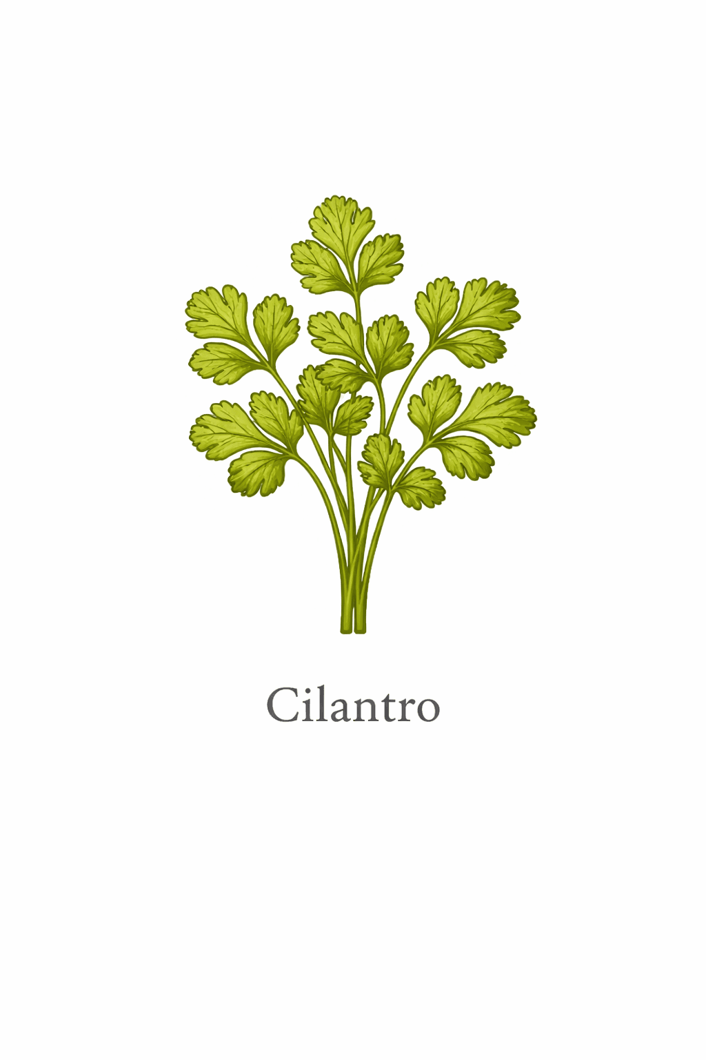 Cilantro / Coriander