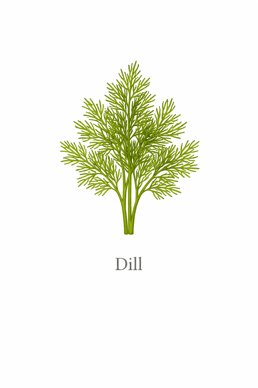 Mammoth Long Island Dill